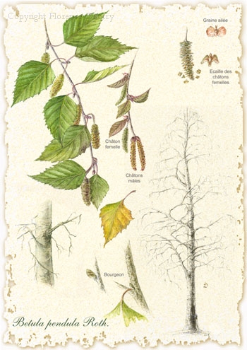 Sequoiadendron giganteum