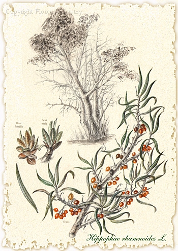 Argousier