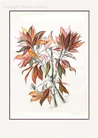 Imperial Fritillary