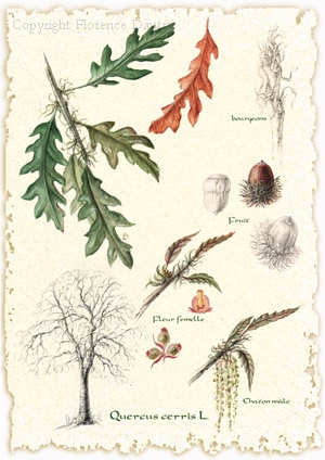 Mespilus germanica