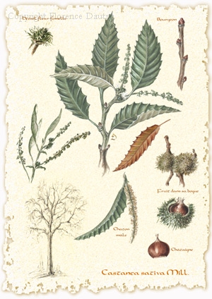 wild rose