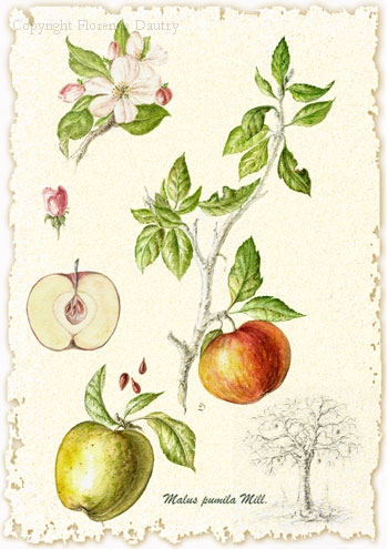 Quercus cerris
